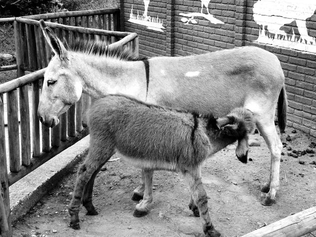 MADRE E HIJO 