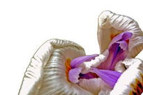 Orquidea fondo blanco