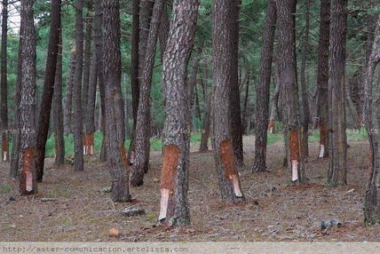 Bosque