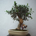 Bonsais tallados thumbnail 1