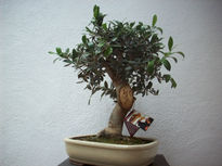 Bonsai olivo3.