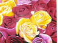 rosas
