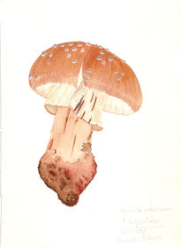 Amanita rubescens