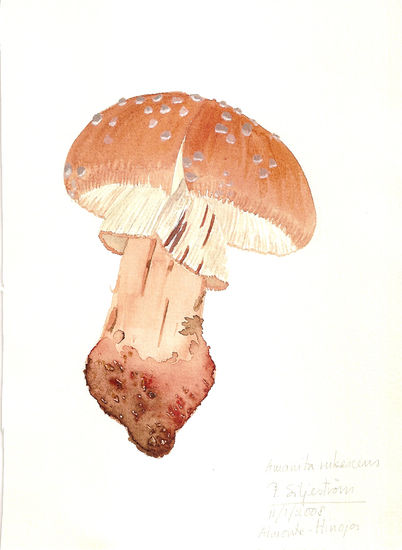 Amanita rubescens 