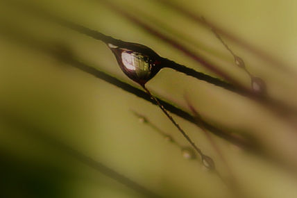 Gotas