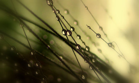 gotas