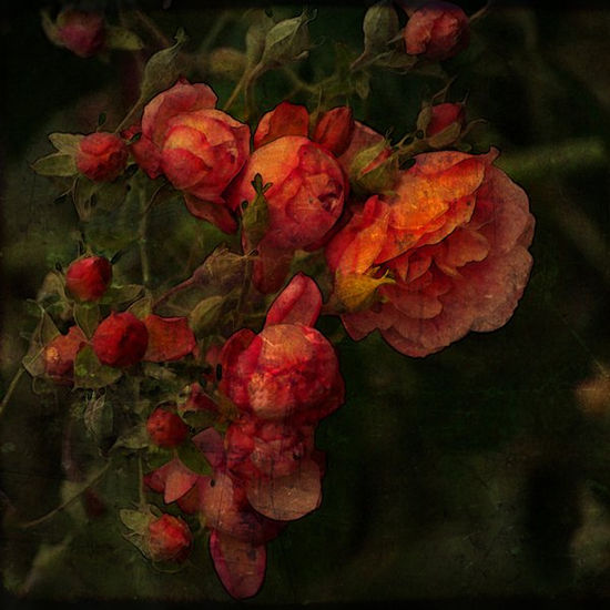 Rosas Nature Color (Digital)