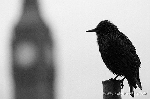 Bird Ben Nature Black and White (Digital)