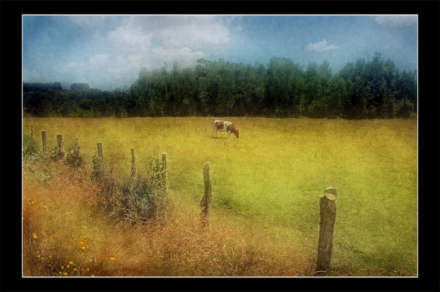 Vaca en el campo 