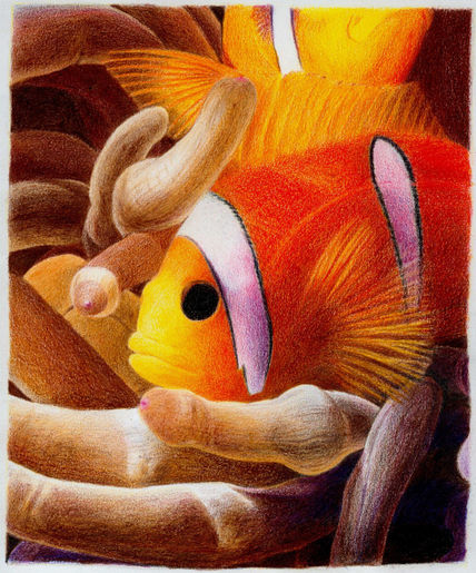 Peces payaso