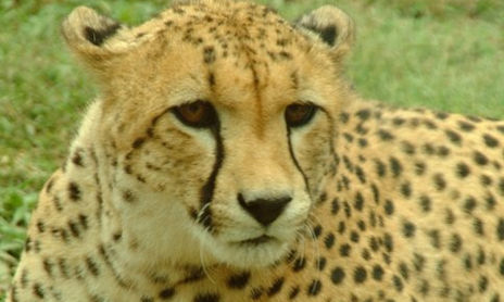 Animales