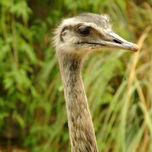 Animales thumbnail 1