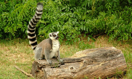 Animales