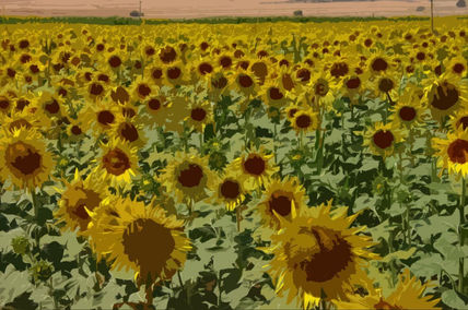 Campo de girasoles
