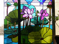 plantas acuaticas