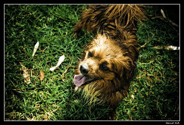 perritos_1 Portrait Color (Digital)