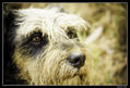 perritos_2