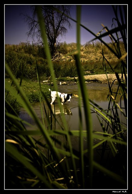 Perritos_3