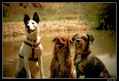 perritos_4
