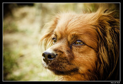 Perritos_5