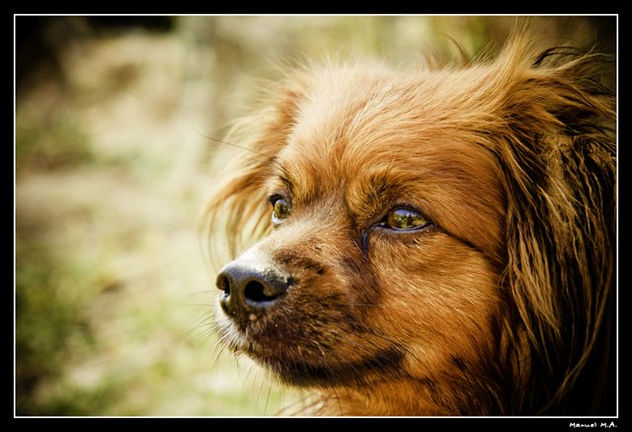 perritos_5