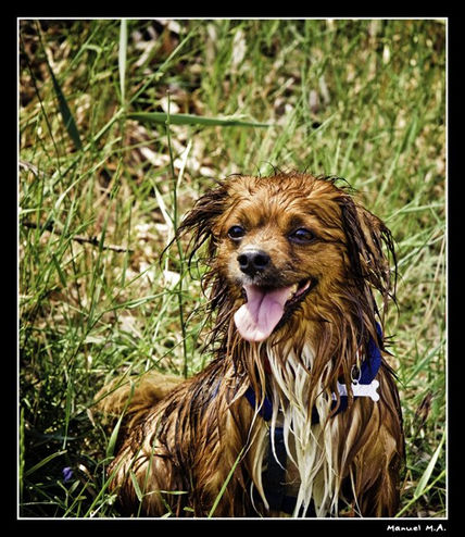 Perritos_8