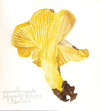 Cantharellus