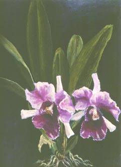 08_ORQUÍDEAS