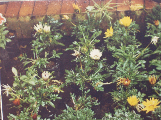FIORI