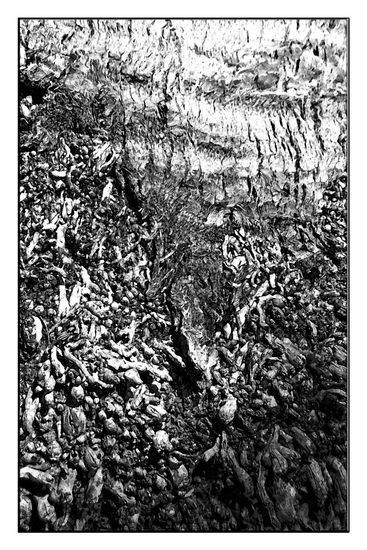 Corteza_ByN Naturaleza Blanco y Negro (Digital)