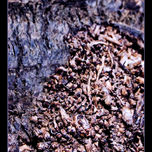My photo-paintings thumbnail 1