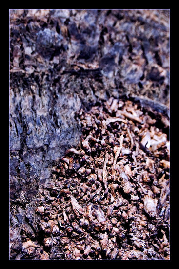 Corteza II Naturaleza Color (Digital)