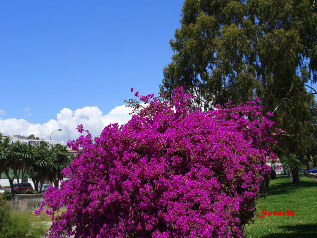 Málaga El Palo Buganvilla Nature Color (Digital)