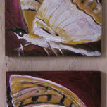 Insectos thumbnail 2