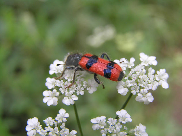 INSECTO