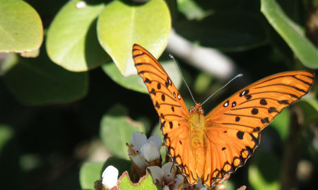 AIRE LIBRE