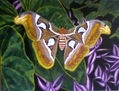 Attacus atlas