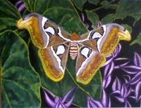 Attacus atlas