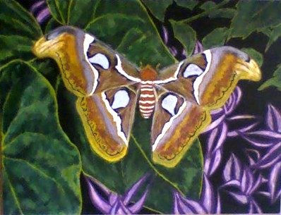 Attacus atlas Acrylic Others Animals