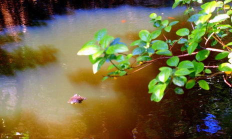 AGUAS