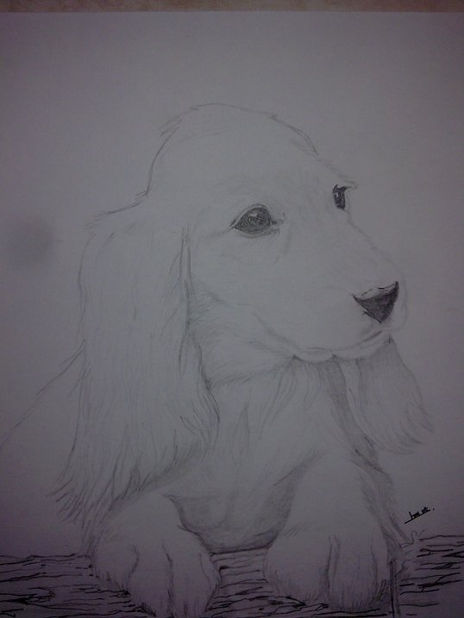 Cocker