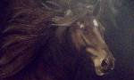CABALLOS
