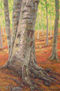 Bosque de hayas
