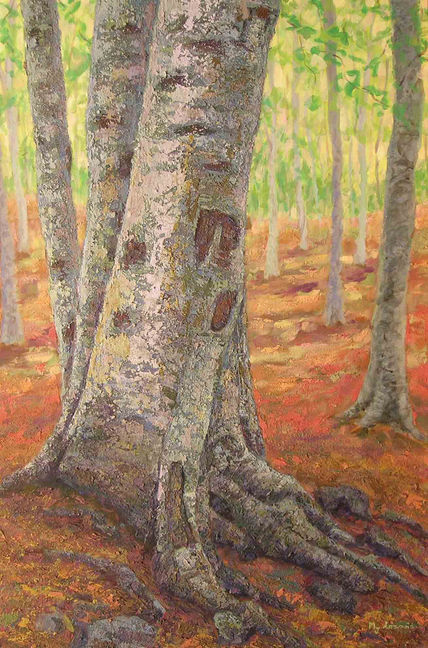 Bosque de hayas
