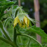 FLORES Y PLANTAS thumbnail 1