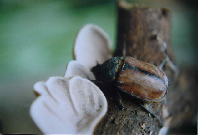 EL CASCARUDO ENTRE HONGOS Naturaleza Color (Química)