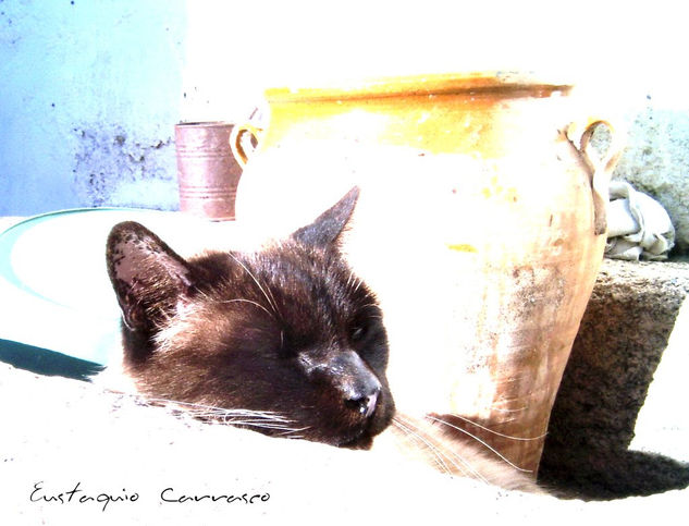 Mi gato dormido Otras temáticas Color (Digital)