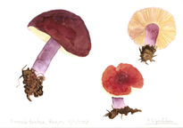 Russula torulosa