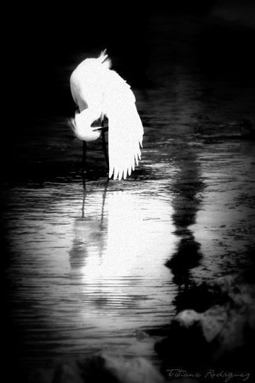 "Soñando con alas" Nature Black and White (Digital)