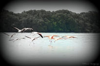 "Alzando el vuelo"